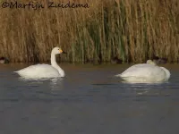 Kleine zwaan [Cygnus bewickii]